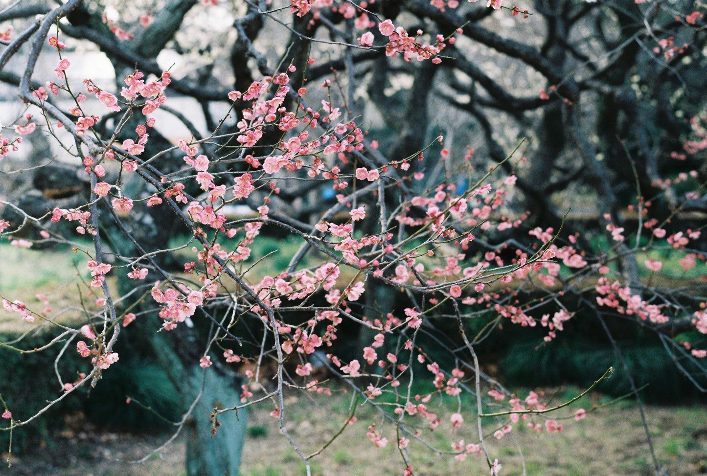 Leica M4-2 (Body Only)